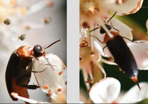 Mordellochroa abdominalis